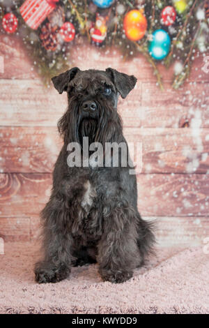 Mini schnauzer ritratto Foto Stock