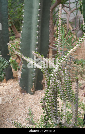 Alluaudia procera, noto anche come il Madagascar ocotillo, è un succulento decidui specie vegetali della famiglia Didiereaceae. Foto Stock