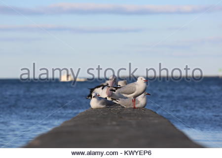 A Flock of Seagulls su un molo a Wynnum vicino a Brisbane come dawn si rompe su un bel giorno di agosto. Foto Stock