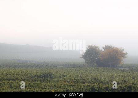 Sole autunnale con nebbia sull'Alsazia vigneti in Francia Foto Stock