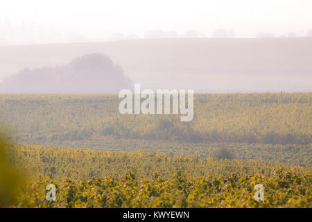 Sole autunnale con nebbia sull'Alsazia vigneti in Francia Foto Stock