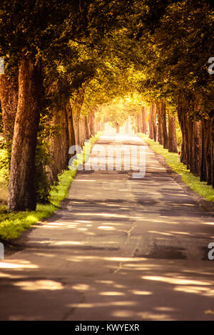 Strade con alley alti alberi nella luce del sole Foto Stock