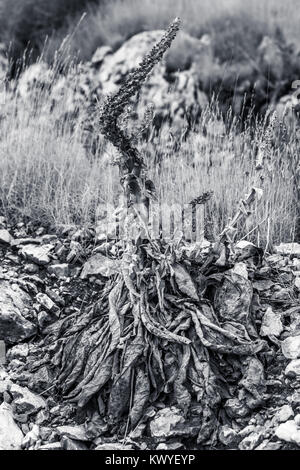 Un Antico Fiore secco crescente a partire da un terreno roccioso. In bianco e nero girato. Foto Stock