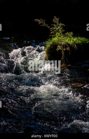 Il fiume che scorre attraverso un paesaggio selvaggio pieno di sassi e pietre in Czech-Saxon svizzera Foto Stock