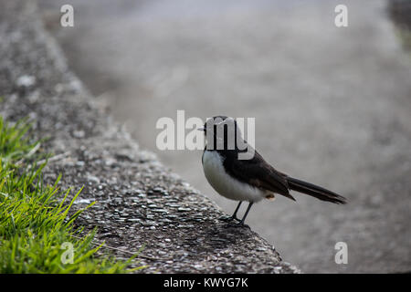 Willie Wagtail bird sul marciapiede Foto Stock