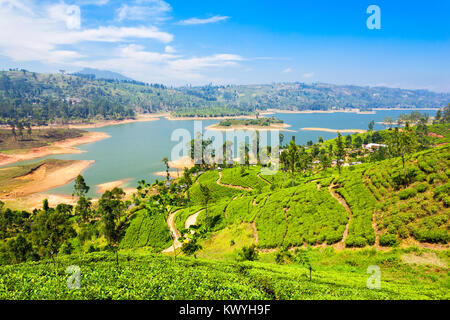 La piantagione di tè e Maskeliya Diga lago o serbatoio Maussakelle vicino a Nuwara Eliya in Sri Lanka. Nuwara Eliya è il luogo più importante per il tè in processo di produ Foto Stock