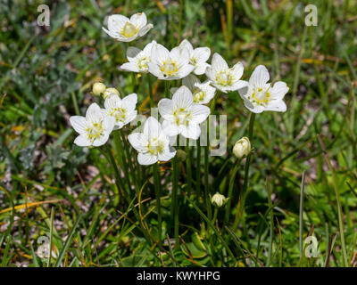 Parnassia palustris. Parnassia. Fiore di montagna. Le Dolomiti. Alpi Italiane. Europa. Foto Stock