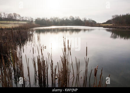 Bishops Stortford, St Michael's Mead, Southern Country Park, giunchi, ancora acqua, frosty mattina Foto Stock