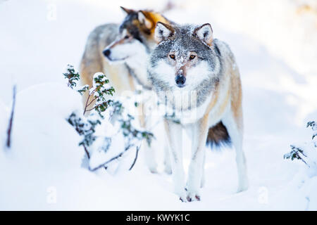 Due grandi lupi nel freddo paesaggio invernale Foto Stock