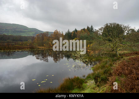 Tranquilla mattina di autunno a Llyn Tecwyn Isaf in Snowdonia, il Galles del Nord. Un bellissimo laghetto vicino a Harlech. Foto Stock