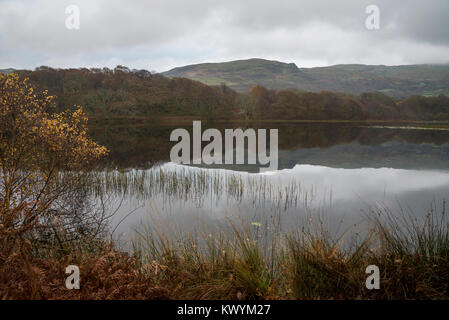 Tranquilla mattina di autunno a Llyn Tecwyn Isaf in Snowdonia, il Galles del Nord. Un bellissimo laghetto vicino a Harlech. Foto Stock