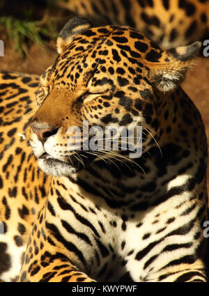 Una Jaguar crogiolarsi al sole. Foto Stock