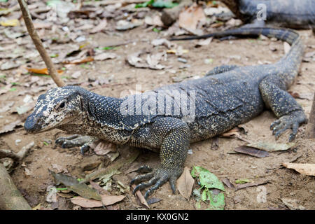 Il monitor lizard da Palawan, Filippine Foto Stock