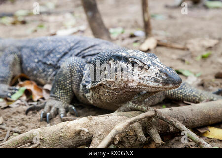 Il monitor lizard da Palawan, Filippine Foto Stock