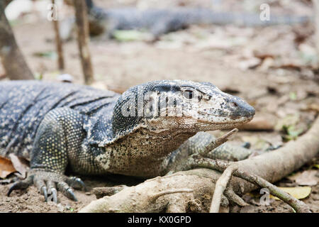 Il monitor lizard da Palawan, Filippine Foto Stock