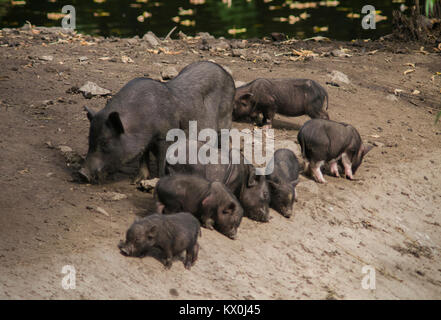 Nero suino selvatico cinghiale femmina con il suo neonato piggies piglet in riva al lago Foto Stock