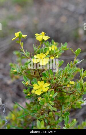 Fiori di colore giallo su una pianta nativa, Blackdown altipiano National Park, Queensland, Australia Foto Stock