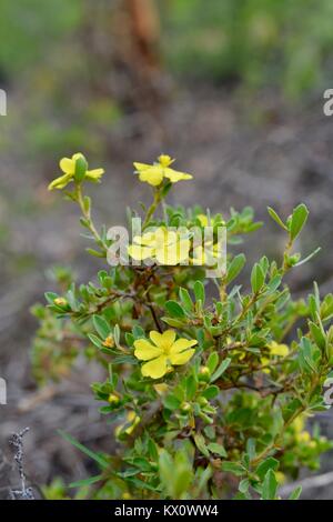 Fiori di colore giallo su una pianta nativa, Blackdown altipiano National Park, Queensland, Australia Foto Stock