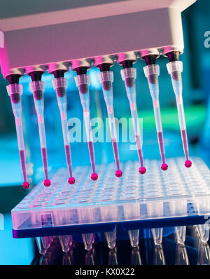 Strumenti per l'amplificazione mediante PCR del DNA: piastra a 96 pozzetti e pipetta automatica Foto Stock