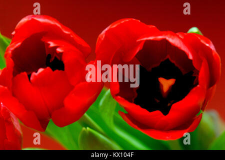 Illustrazione - closeup composizione della fioritura Tulipani botanici (latino: Tulipa) Foto Stock