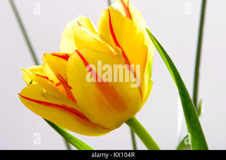 Illustrazione - closeup composizione della fioritura Tulipani botanici (latino: Tulipa) Foto Stock