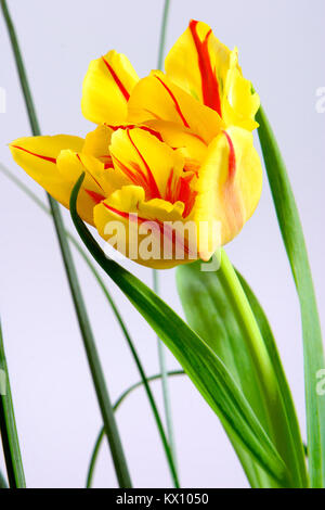 Illustrazione - closeup composizione della fioritura Tulipani botanici (latino: Tulipa) Foto Stock