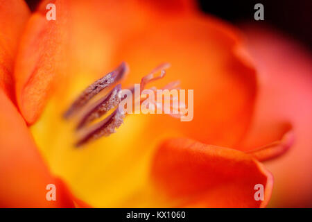 Illustrazione - closeup composizione della fioritura Tulipani botanici (latino: Tulipa) Foto Stock