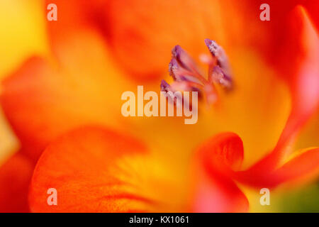 Illustrazione - closeup composizione della fioritura Tulipani botanici (latino: Tulipa) Foto Stock