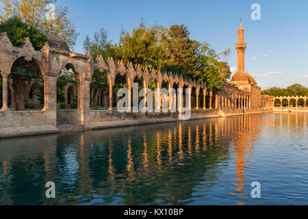 Stagno sacro con carpe in quanto è noto come Balikligol in Sanliurfa, Turchia. Si ritiene che il profeta Abramo fu gettato nel fuoco in questo posto. Foto Stock