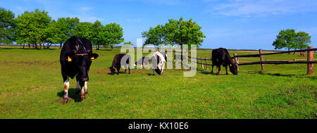 Illustrazione - pezzati farm di vacche da latte in un pascolo di Biebrzanski Natioal Park in Polonia Foto Stock