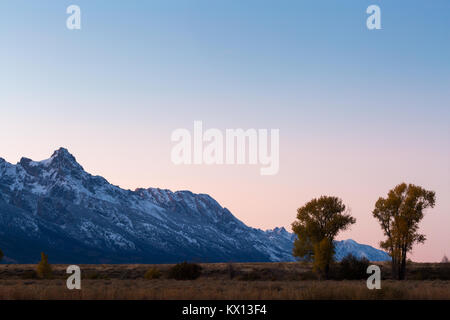Due autunno pioppi neri americani alberi in piedi di fronte a un cielo di sera e Teewinot del Teton Mountains. Il Parco Nazionale del Grand Teton, Wyoming Foto Stock