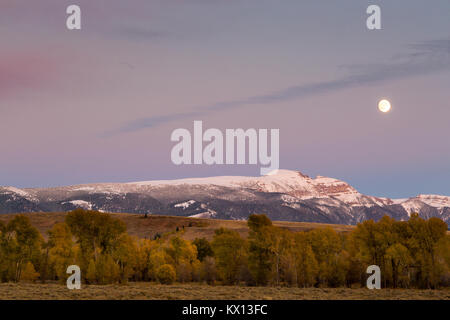 La luna crescente al di sopra del pelo, Indiano aka, pecore di montagna del Gros Ventre montagne e autunno pioppi neri americani alberi. Il Parco Nazionale del Grand Teton, W Foto Stock