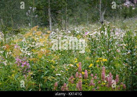 Una varietà di fine estate fiore fiori di campo in un prato sotto aspen alberi lungo il sentiero Huckleberry nel Teton Mountains. Jedediah Smith Wildern Foto Stock