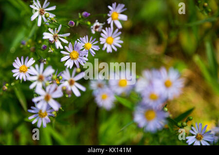 Gocce di pioggia appesa al violetto aster fiori selvatici lungo la Josie's Ridge Trail in Gros Ventre montagne. Bridger-Teton National Forest, Wyoming Foto Stock