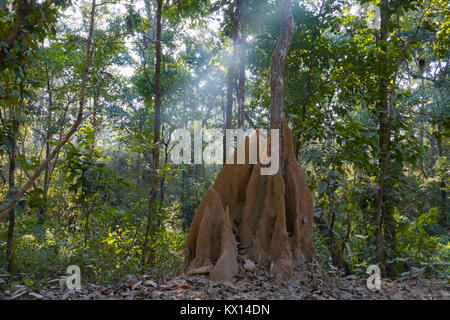 Termite mounds nel Chitwan il parco nazionale, il Nepal Foto Stock