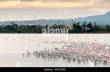 Flamingo uccelli alimentazione e poggiante sul lago salato di Larnaca vicino alla famosa Hala sultan Tekke santuario musulmano moschea a Cipro Foto Stock