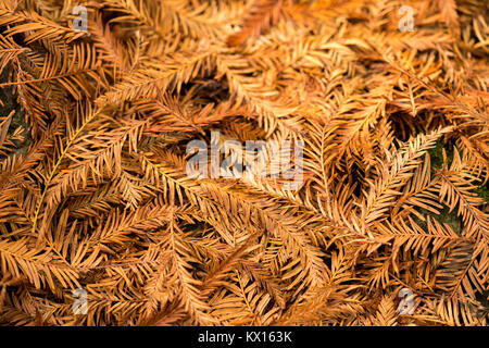 fogli di caduta Foto Stock