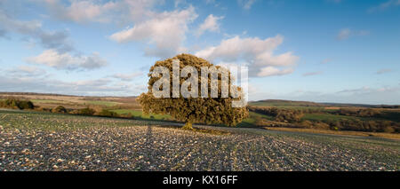 Lecci in piedi da solo in una pietra focaia sparsi in campo al tramonto in inverno sulla collina Halnaker vicino al mulino a vento, West Sussex, Regno Unito Foto Stock