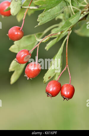 Midland Biancospino - Crataegus laevigata Foto Stock