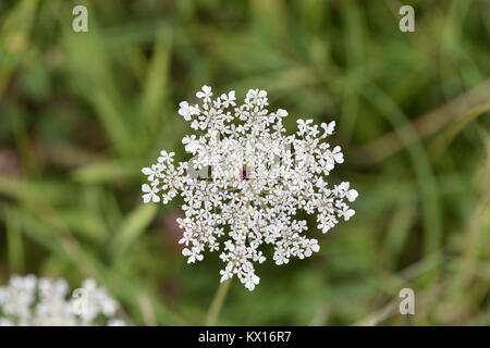 Wild carota - Daucus carota Foto Stock