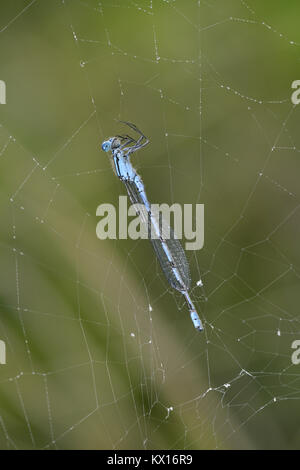 Comune Damselfly blu - Enallagma cyathigerum Foto Stock