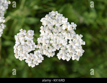 Achillea - Achillea millefolium Foto Stock