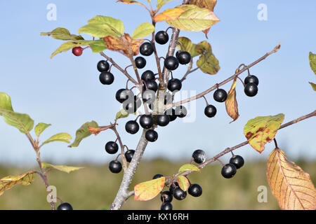 Alder frangola - Frangula alnus Foto Stock