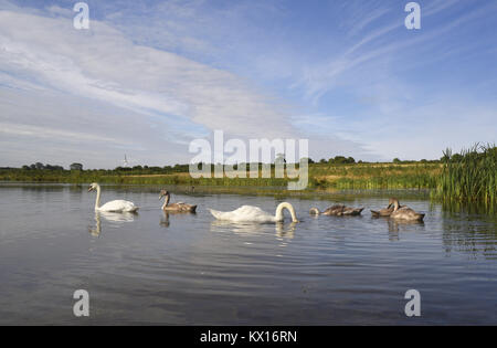 Cigno - Cygnus olor Foto Stock