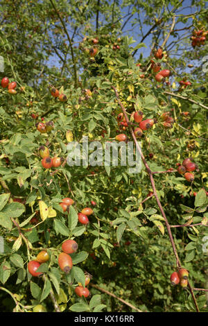 Rosa canina - Rosa canina Foto Stock