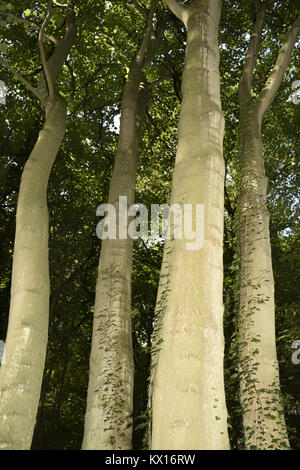 Acero - Acer pseudoplatanus Foto Stock