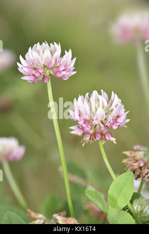 Il trifoglio ibrido - Trifolium hybridum Foto Stock