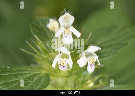 La canapa comune di ortica - Galeopsis tetrahit Foto Stock