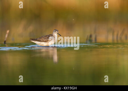 Wood sandpiper Tringa gareola, adulti la balneazione sulla migrazione nella palude poco profonda, Tiszaalpár, Ungheria in luglio. Foto Stock