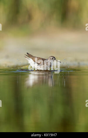 Wood sandpiper Tringa gareola, adulto, balneazione sulla migrazione nella palude poco profonda, Tiszaalpár, Ungheria in luglio. Foto Stock